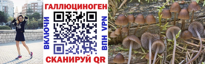 сколько стоит  Советск  Псилоцибиновые грибы MAGIC MUSHROOMS 